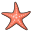 starfish 1 e1714484889178